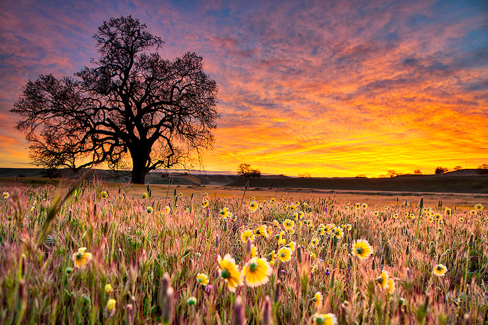 Carrizo Sunrise - Metal Print