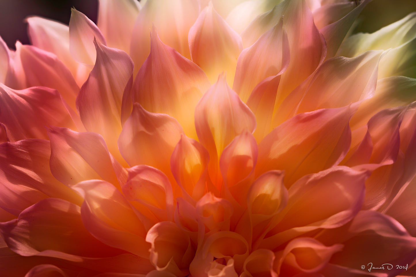 Dazzling Dahlia - Metal Print 3x4 format