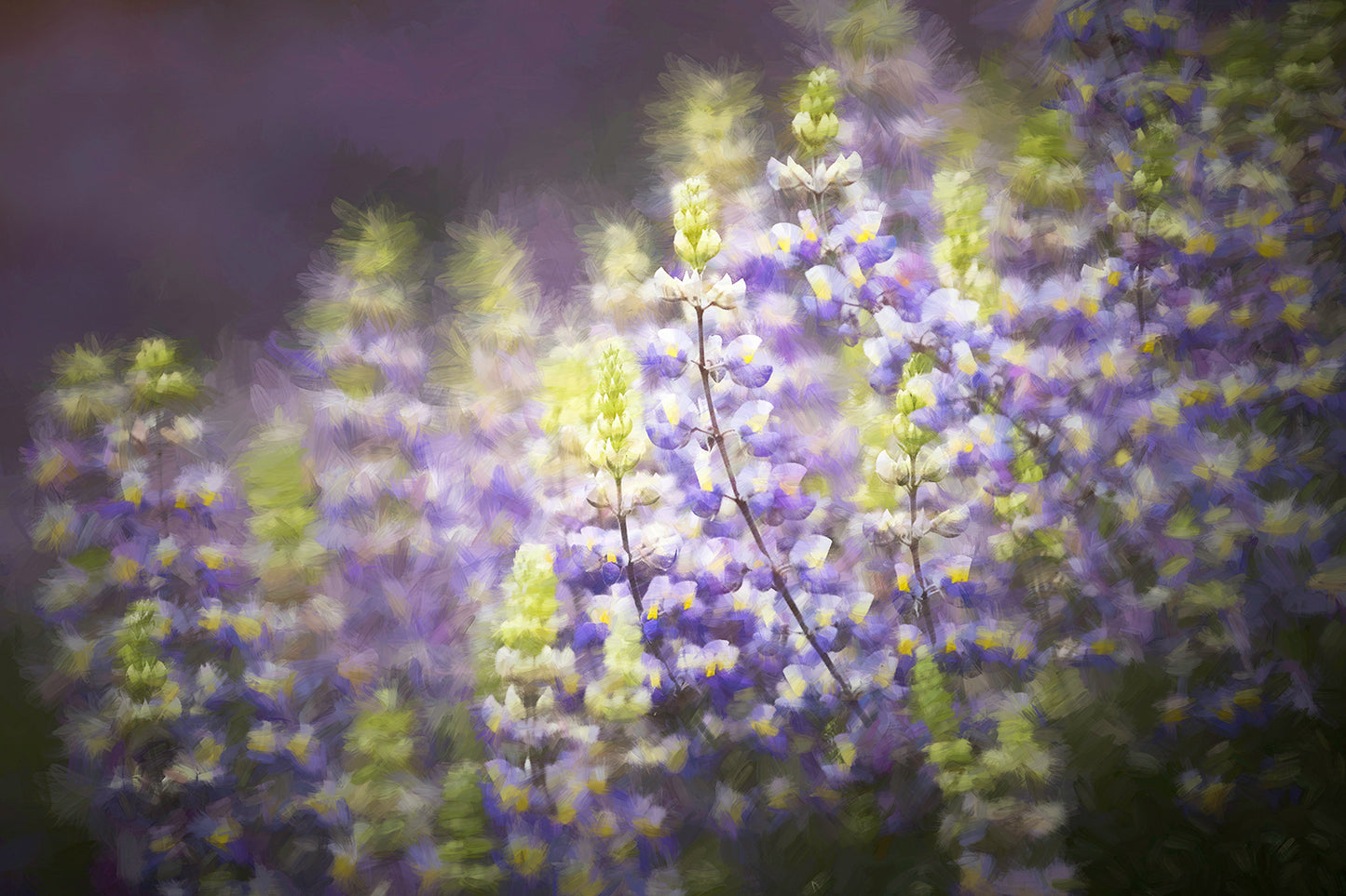 Figueroa Mountain Lupin 410 - Metal Print