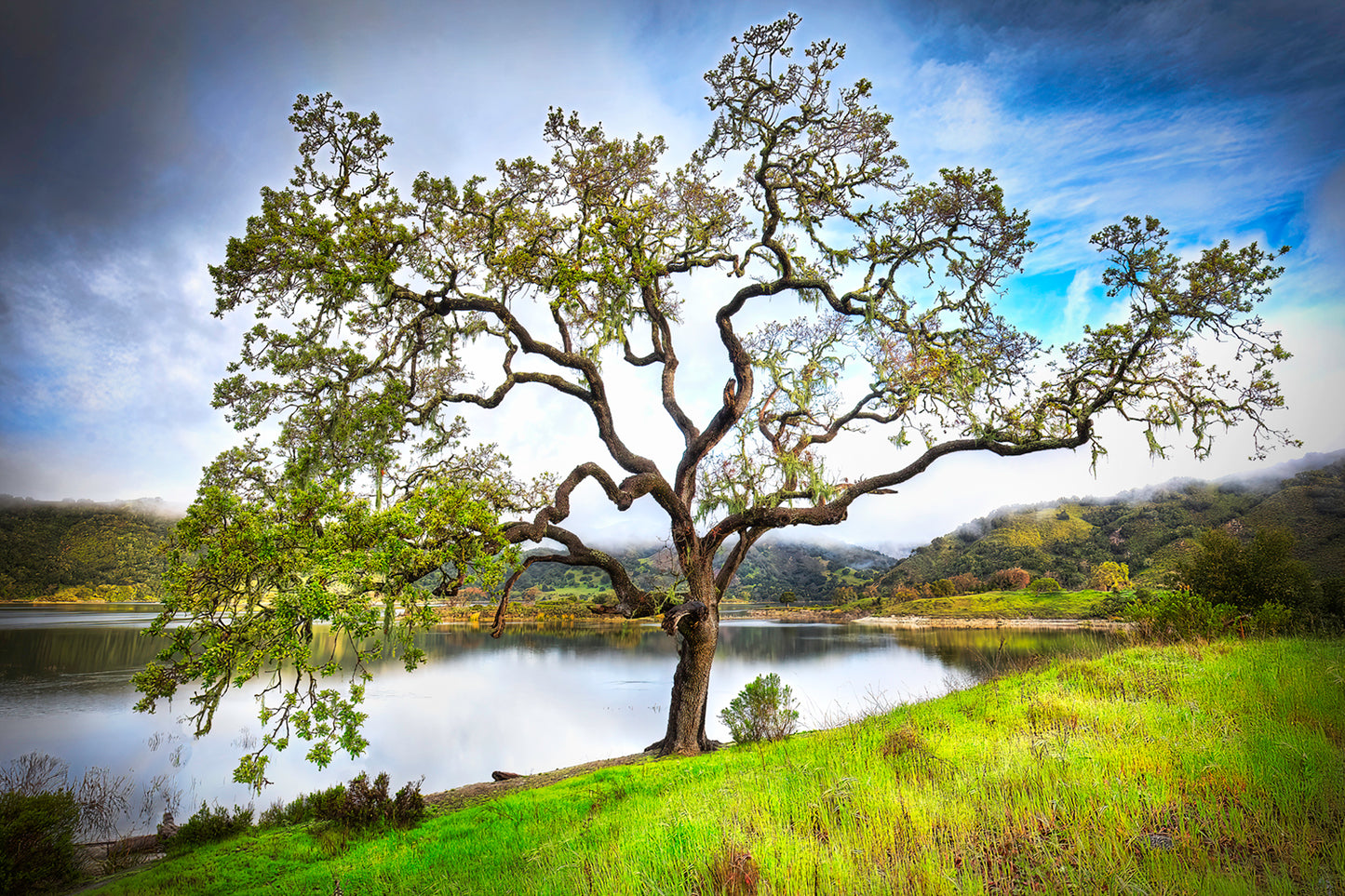 Lopez Tree - Metal Print