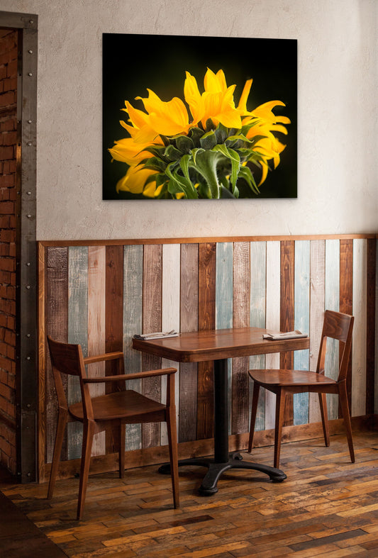 Sunflower - Metal Print