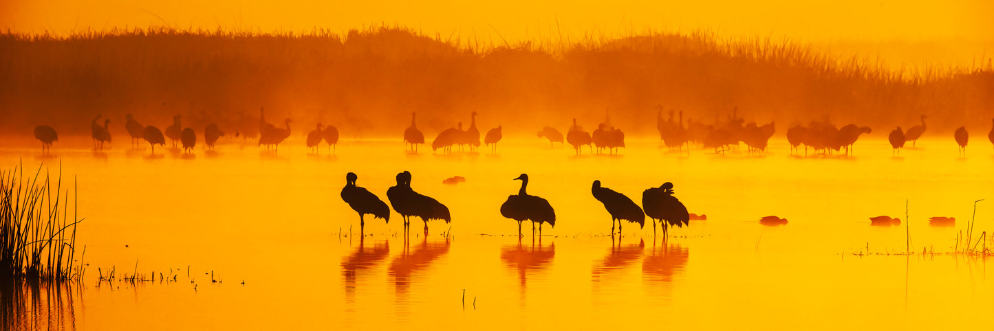 Merced NWR_Sandhill Cranes at Sunrise - Metal Print Panorama