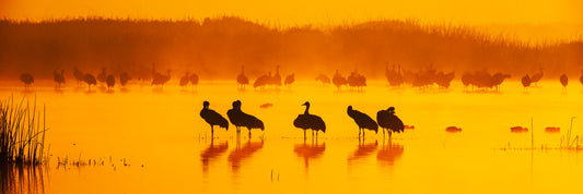 Merced NWR_Sandhill Cranes at Sunrise - Metal Print Panorama