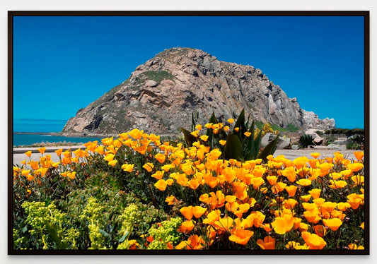 Morro Rock Poppies - Framed Canvas - Sale Price